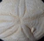 Eupatagus (Oymnopatagus) antillarum (COTTEAU 1875) - Bild &copy; FossNet FossilienStore